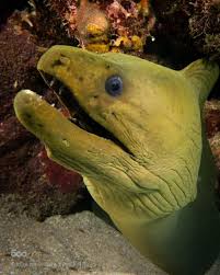 Lifeunderthewaves Moray Eel Leagues Under The Sea Fish Pet
