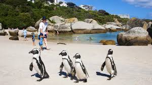 National geographic tv shows, specials & documentaries. South Africa The Rainbow Nation