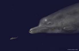 Berardius minimus , & in et al., 2019: Berardius The Bus Sized Deep Sea Predator With Barnacle Covered Battle Teeth Bestiarium