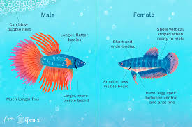 They can become very aggressive and they will typically start to fight each other until only one of them survives. How To Determine The Gender Of A Betta Fish