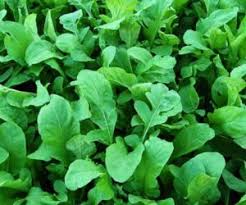 Peki aralık ayında ne ekilir? Roka Ne Zaman Ekilir Ekilir Net