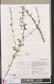 Image result for Tephrosia tanganicensis