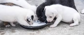 Bisher haben noch alle kinder irgendwann von sich aus nach fester nahrung verlangt. Ab Wann Kann Man Hundewelpen Zufuttern Welpenfutter Ratgeber