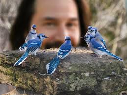 🔥 Flock of Blue Jays having a meeting 🔥 : r/NatureIsFuckingLit