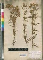 Image result for Haumaniastrum caeruleum