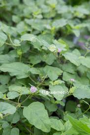 Image result for Boerhavia diffusa