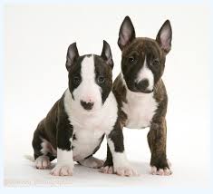 Toy ashley yorkie puppies and we are so lonely at home alone and we need a full time loving family and care with love. Miniature Bull Terrier For Sale Dog Breed