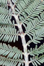 Image result for Acacia dealbata