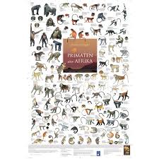 Die primaten (primates) oder herrentiere sind eine zu der überordnung der euarchontoglires gehörige ordnung innerhalb der unterklasse der höheren säugetiere. Bio Poster Primaten Aus Afrika Wissenladen De