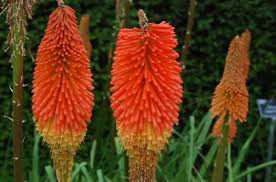 The torch lily flower will start. Red Hot Poker Torch Lily South Africa Flowers