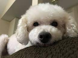 Maps • state of indiana • pet salon. Happy Tails Pet Salon Home Facebook