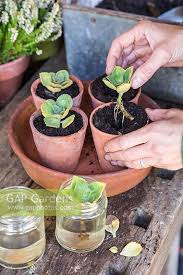 Image result for Coleus caninus