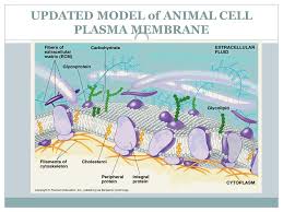 Check spelling or type a new query. Membrane Structure Function Campbell And Reece Chapter Ppt Download