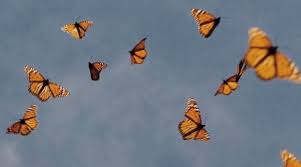 Download hd wallpapers for free on unsplash. Butterfly Aesthetic Desktop Wallpapers Top Free Butterfly Aesthetic Desktop Backgrounds Wallpaperaccess