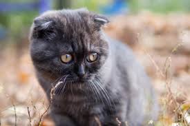 I was wondering if you can give me a trick that prior to this month, he was gone 9 days, came back, gone two weeks, came back, and left again. My Cat Ran Away What Should I Do