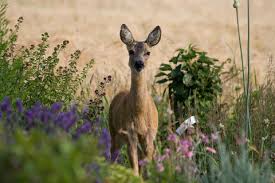 Kostenloser newsletter von frag mutti. Rehe Aus Dem Garten Vertreiben Mein Schoner Garten