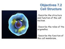Check spelling or type a new query. Ppt Objectives 7 2 Cell Structure Powerpoint Presentation Free Download Id 5844726