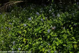 Image result for Plectranthus guruensis