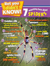 Black widows, named for their deadly courtship practices, are venomous spiders that are found all over the world. Spider Facts Primary Resource National Geographic Kids