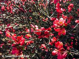 I know it looks an awful lot like an apple but take my word for it, it is a quince. Flowering Quince Plant Resources Home Ttu