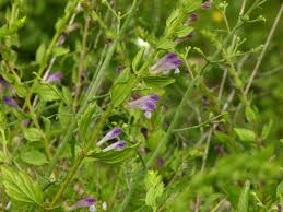 Image result for Scutellaria schweinfurthii