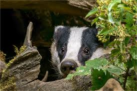 Badger Ich Komm Heut Nich Raus Foto Amp Bild Natur Tier Zoo Bilder Auf Fotocommunity Wilde Tiere Saugetiere Tiere
