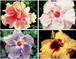 Image result for Hibiscus seineri