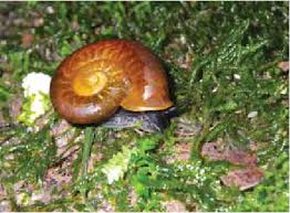 Image result for Pearsonia