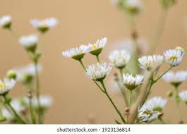 Tanacetum Parthenium English Feverfew Germany Mutterkraut Stock Photo  1951838596