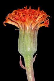 Image result for Kleinia fulgens