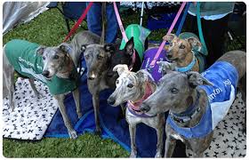 Browse our site and learn more about this majestic breed. Greyhound Adoption Process