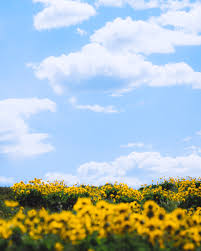 Check spelling or type a new query. Spring In The Pacific Northwest May 2019 On Behance