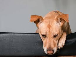 A dog may vomit yellow foam simply because his stomach is empty and the bile can be irritating. Dog Vomiting Blood 14 Possible Causes Honest Paws