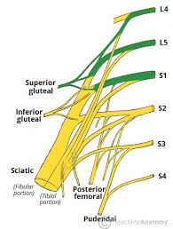 the sacral plexus spinal nerves branches teachmeanatomy