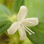 Image result for Spermacoce princeae