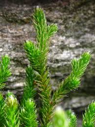 Image result for Selaginella afrorum