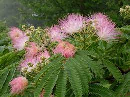 Pin On Mimosa Trees