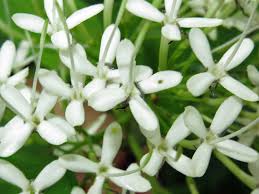 Image result for Pavetta sp. I