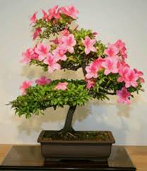 Pin By Tina Sorensen Andersen On Trees Lifeblood Of Character And Strengths Bonsai Flower Bonsai Tree Bonsai
