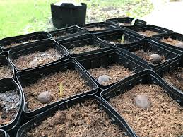 Maybe you would like to learn more about one of these? Silver Bismarckia Nobilis Seeds Starting To Germinate For Sale Palmtalk