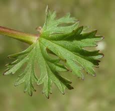 Image result for Pelargonium grossularioides