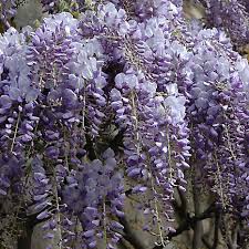 My blue moon wisteria arrived on wednesday. 1 2 Metre Blue Wisteria Tall Plant In A 3 Litre Pot Freemans