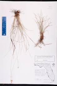 Image result for Abildgaardia