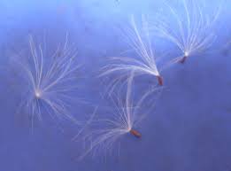 Image result for Crassocephalum radiatum