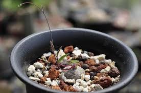 Image result for Ipomoea blepharophylla