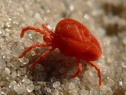Image result for red mite