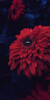 صور خلفيات 2021 اجمل صورخلفيات hd الموبايل flower phone wallpaper wallpaper apple wallpaper iphone