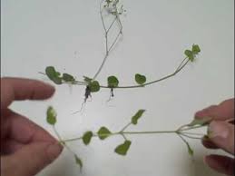 Image result for Drymaria