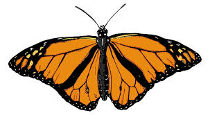Maybe you would like to learn more about one of these? Hd Wallpaper Orange Butterfly White Background Animal Wing Studio Shot Wallpaper Flare
