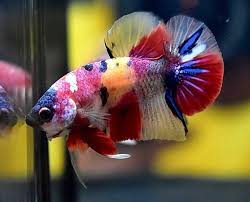 No 20 Hmpk Nemo Betta Fish Male Betta Fish Betta Fish